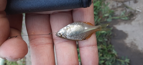 タイリクバラタナゴの釣果