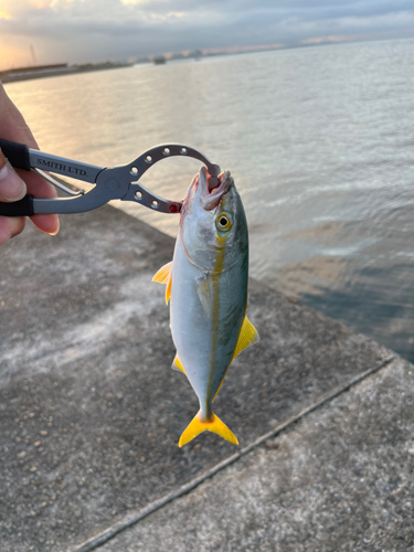 ツバスの釣果