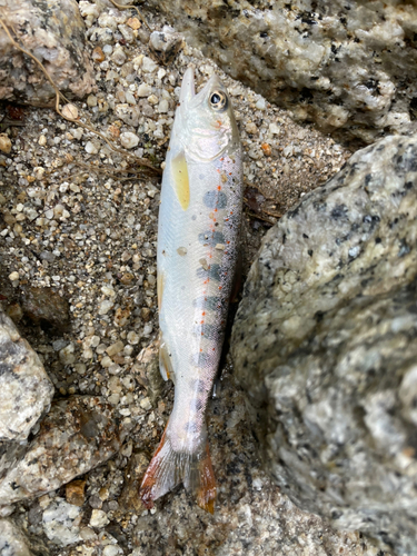 アマゴの釣果