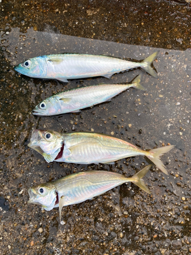 マアジの釣果