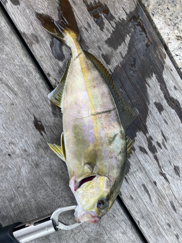 ショゴの釣果