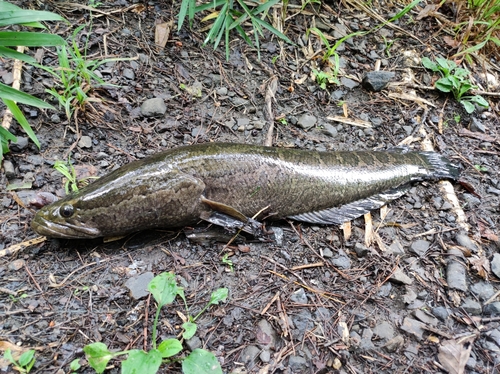 ライギョの釣果