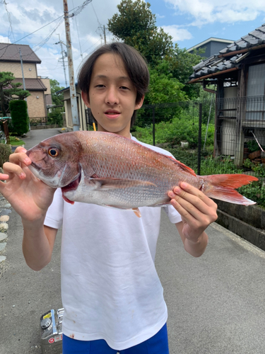 マダイの釣果