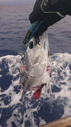 カツオの釣果