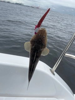 マゴチの釣果