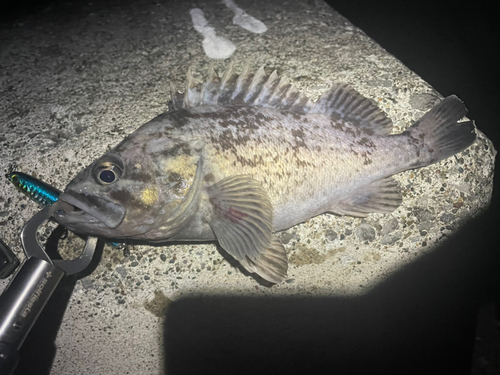 クロソイの釣果