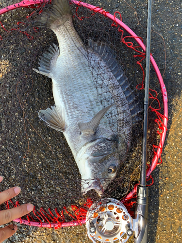 チヌの釣果