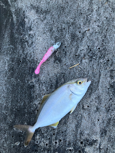 ショゴの釣果