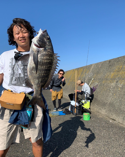 チヌの釣果