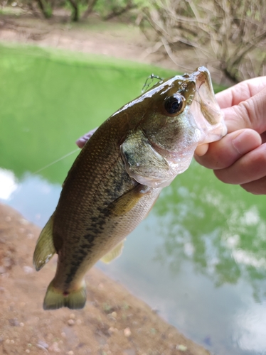 ラージマウスバスの釣果