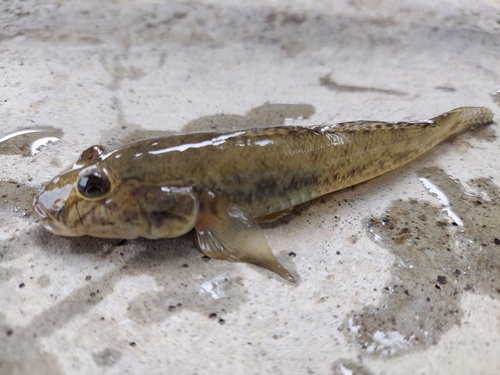 ハゼの釣果