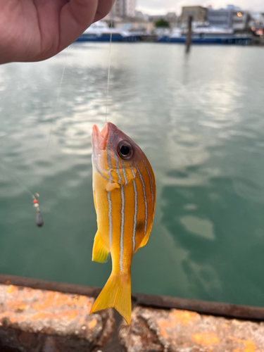 ロクセンフエダイの釣果