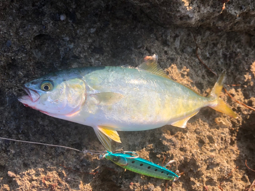 ワカシの釣果