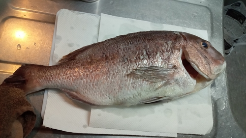 タイの釣果