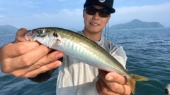 マルアジの釣果