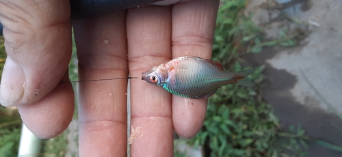 タイリクバラタナゴの釣果