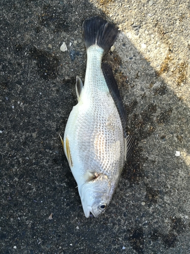 イシモチの釣果