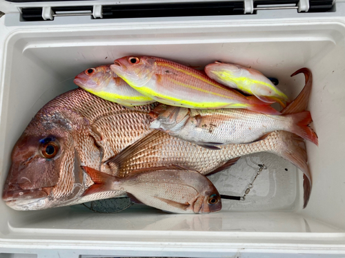 マダイの釣果