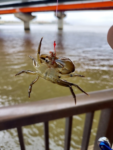 カニの釣果