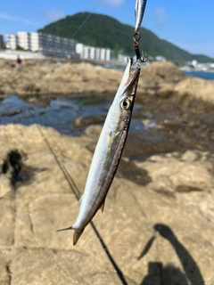 カマスの釣果