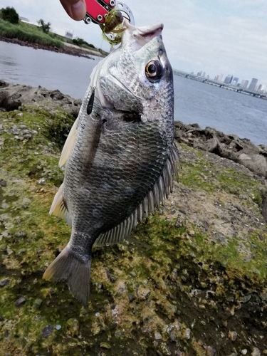 キビレの釣果