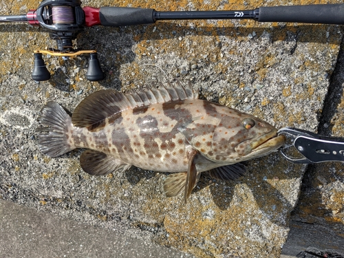 チャイロマルハタの釣果