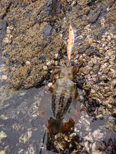 アオリイカの釣果