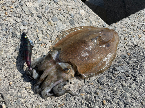 コウイカの釣果