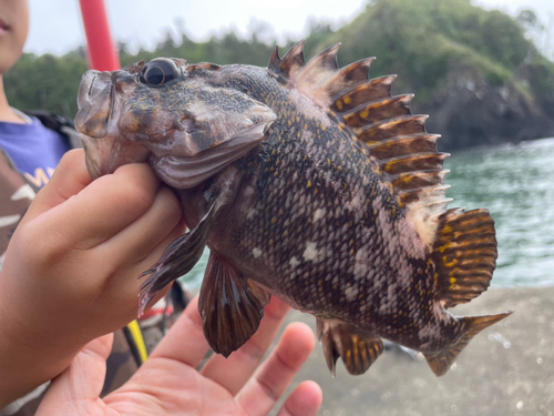 ムラソイの釣果