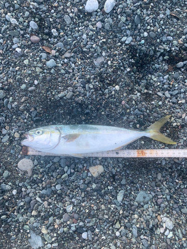 ワカシの釣果