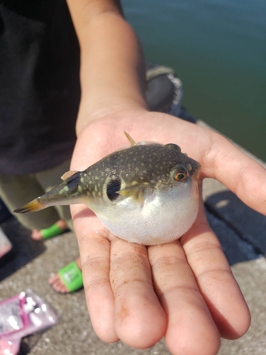 クサフグの釣果