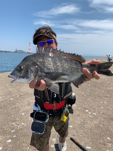 チヌの釣果