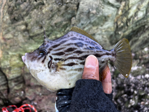 カワハギの釣果