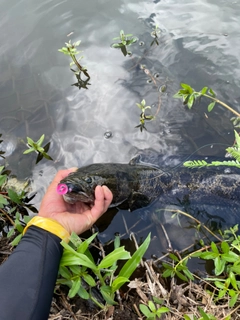 ライギョの釣果