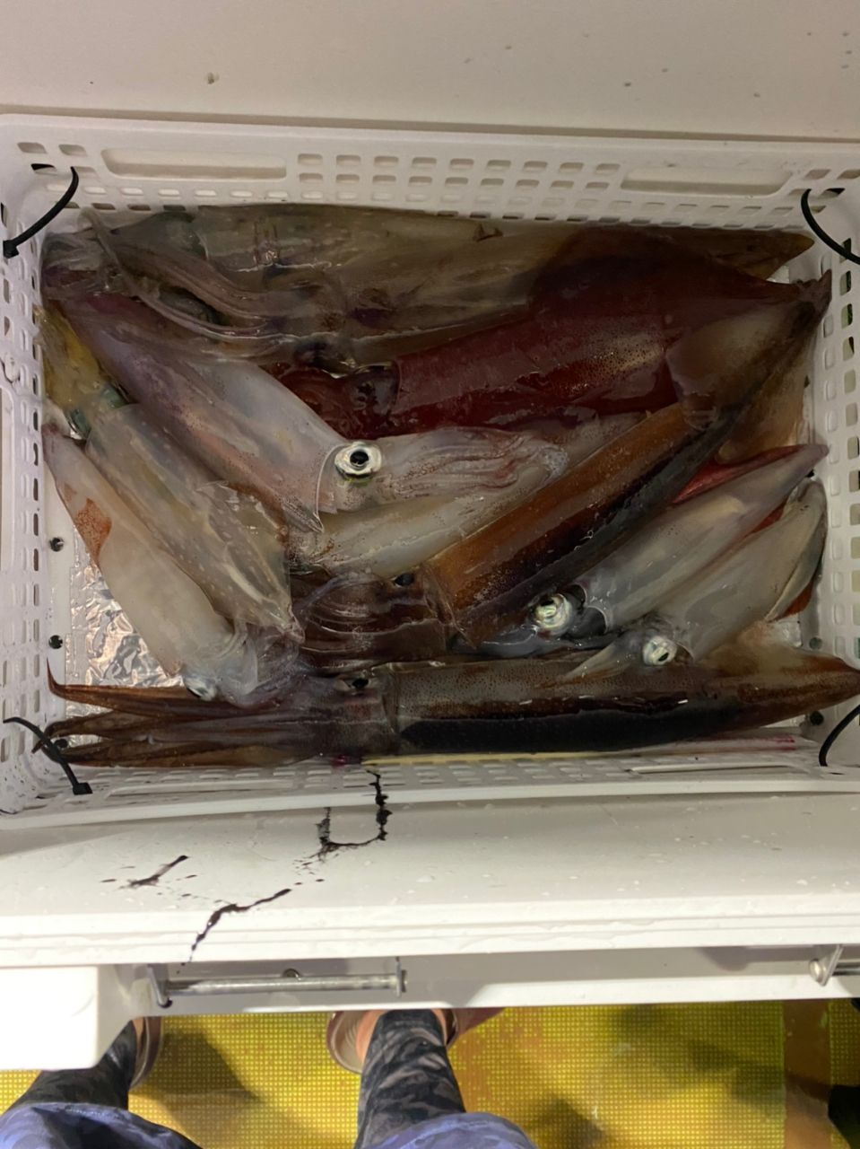 渡流さんの釣果 2枚目の画像