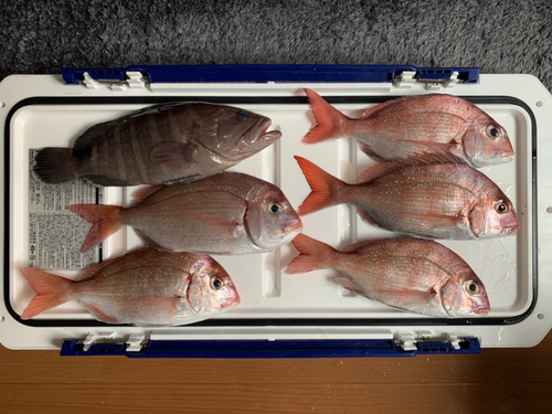 マダイの釣果