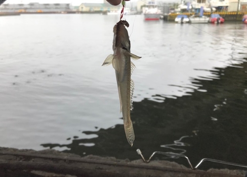 ハゼの釣果