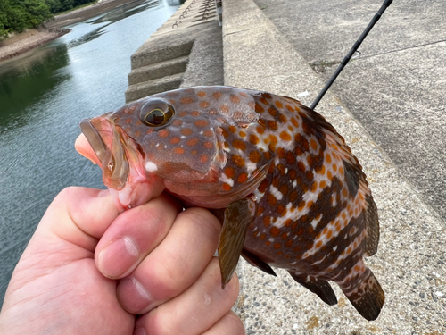 アコウの釣果