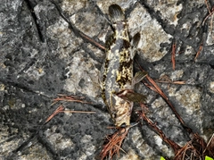 ベッコウゾイの釣果