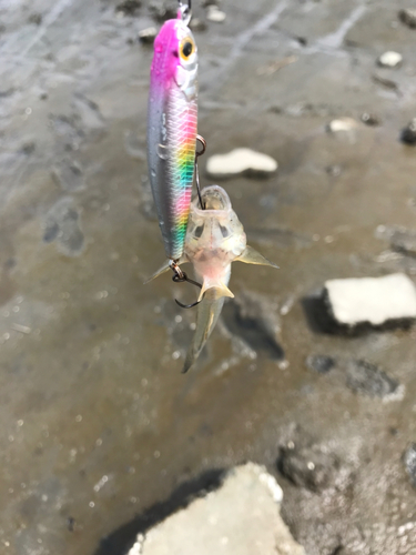 ハゼの釣果