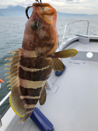 アオハタの釣果