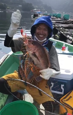 マダイの釣果