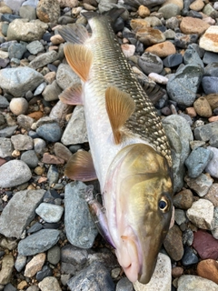 ニゴイの釣果