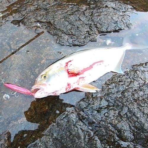 カンパチの釣果