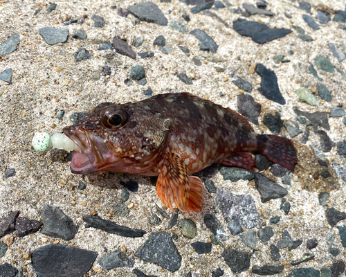 アラカブの釣果