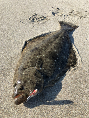 ヒラメの釣果