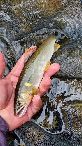 アユの釣果