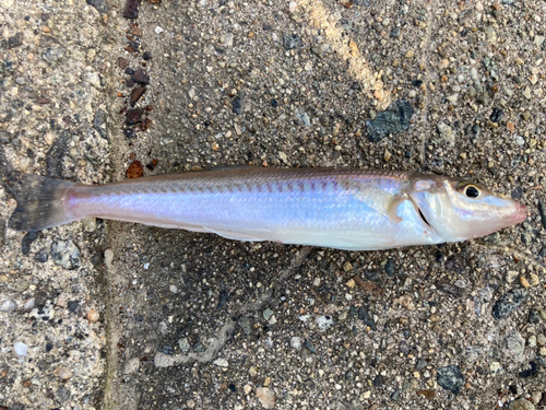 キスの釣果