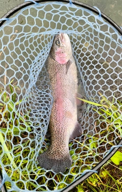 ニジマスの釣果