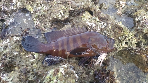 ヤミハタの釣果